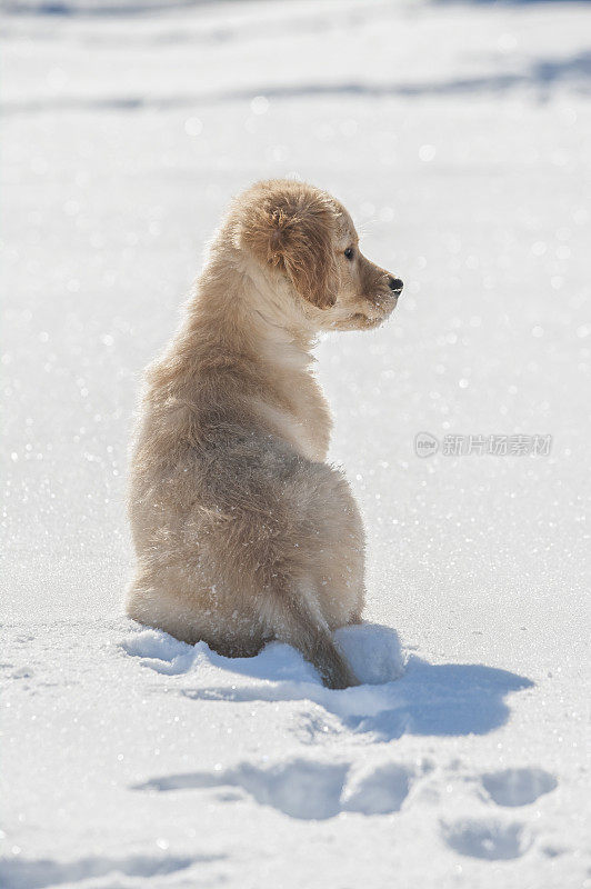 金毛猎犬幼犬从后面坐在新雪- 10周大
